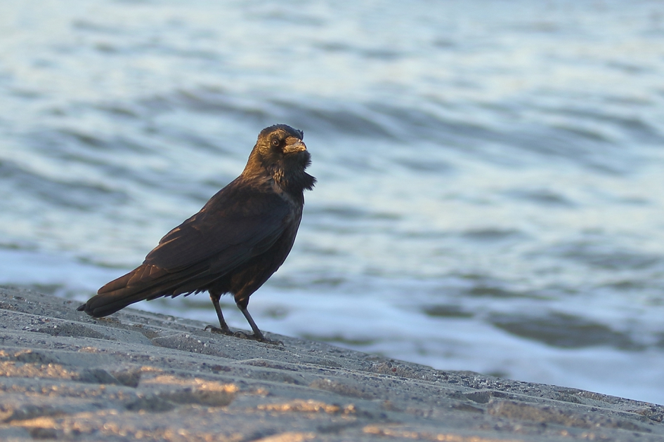 zwarte kraai - Vogels - 