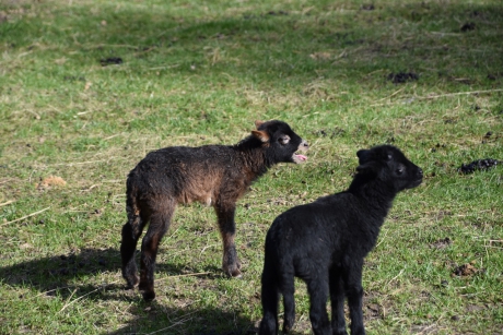 Zwarte lammetjes