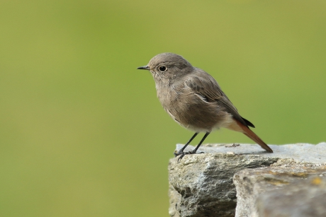 zwarte roodstaart -v-