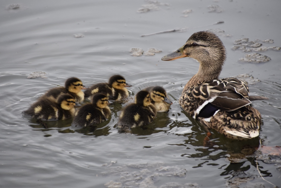 6 pulletjes - Vogels - 