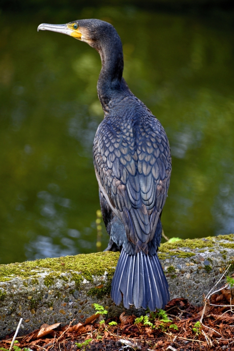 Aalscholver