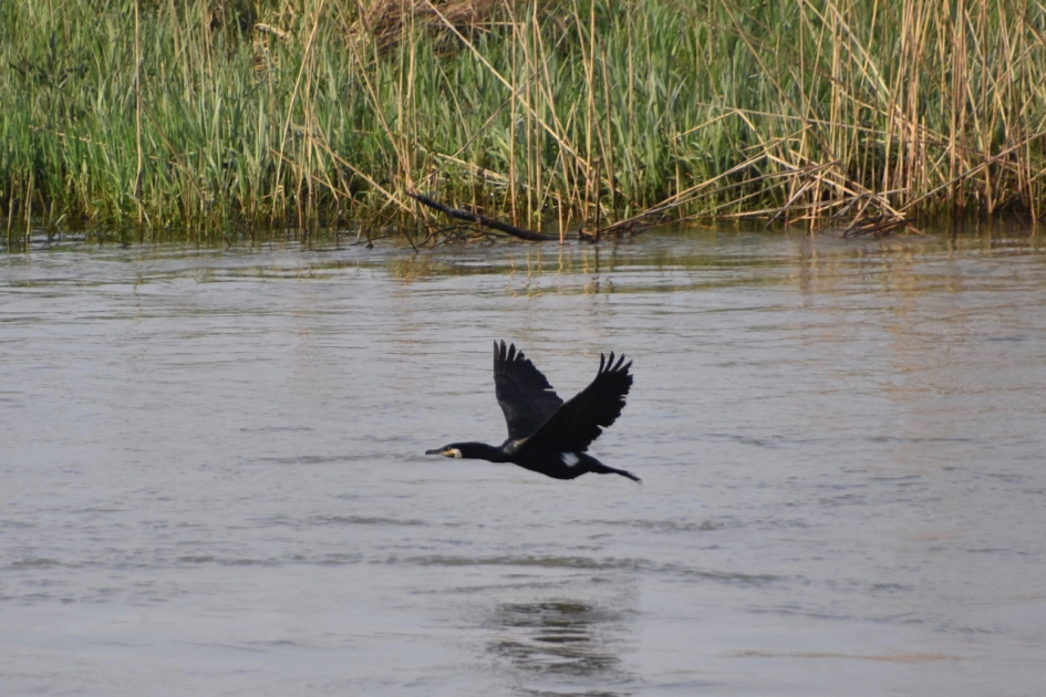 Aalscholver - Vogels - 