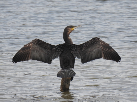 Aalscholver droogt zijn verenpak