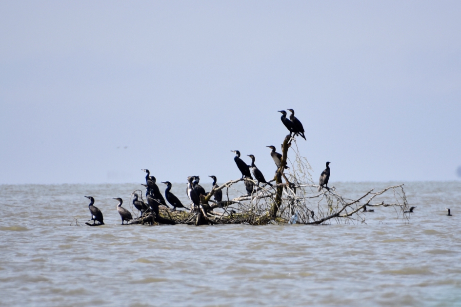 Aalscholvers - Vogels - 