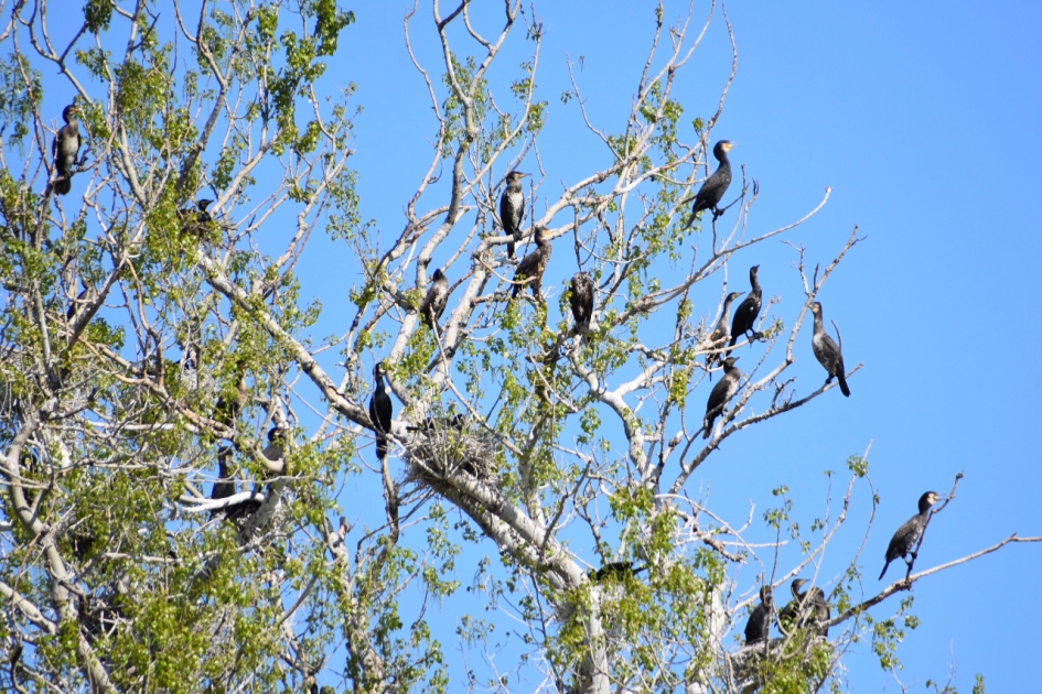 Aalscholvers - Vogels - 