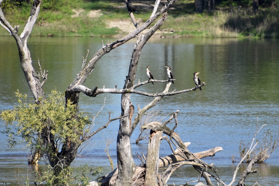 Aalscholvers - Vogels - 
