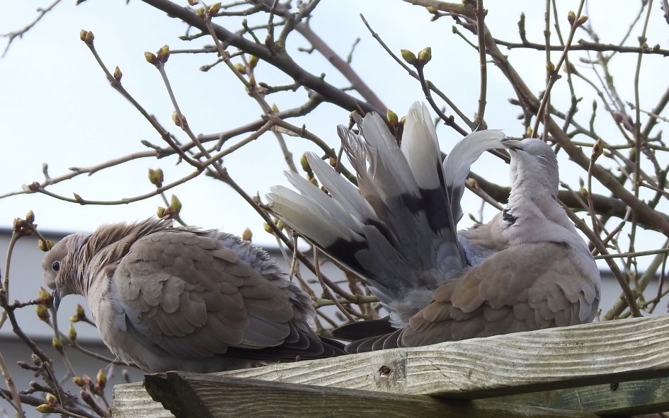 Aan de poets - Vogels - Turkse tortel