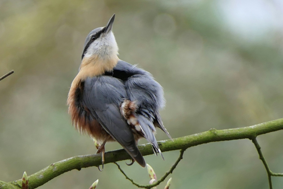 Acrobaat - Vogels - Boomklever