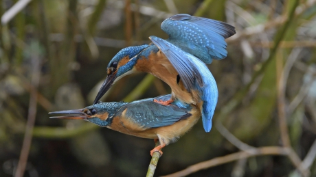 Alcedo Atthis Multiplicatis