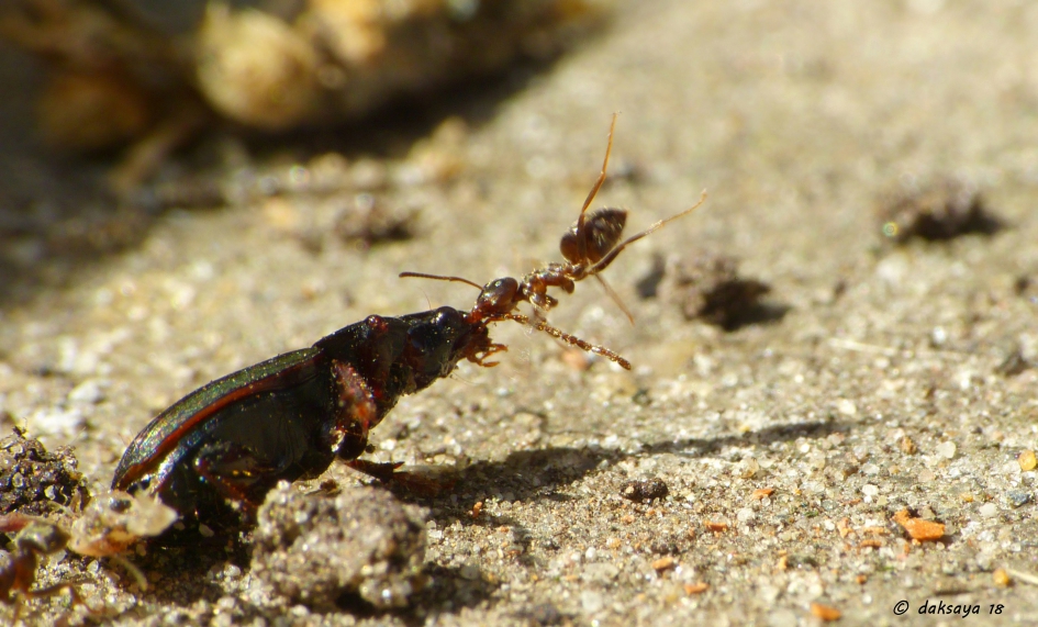 Als een pitbull - Geleedpotigen - 