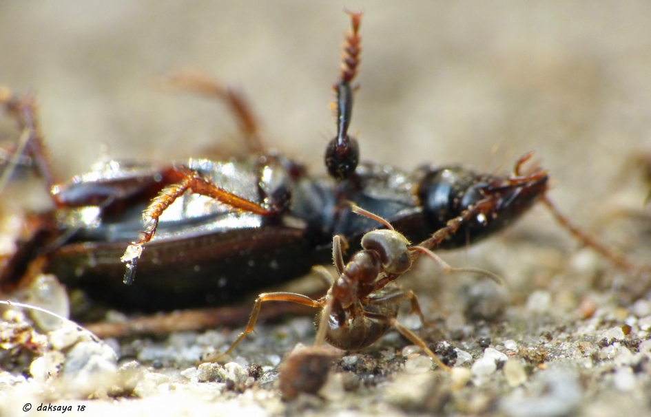 Als een pitbull - Geleedpotigen - 