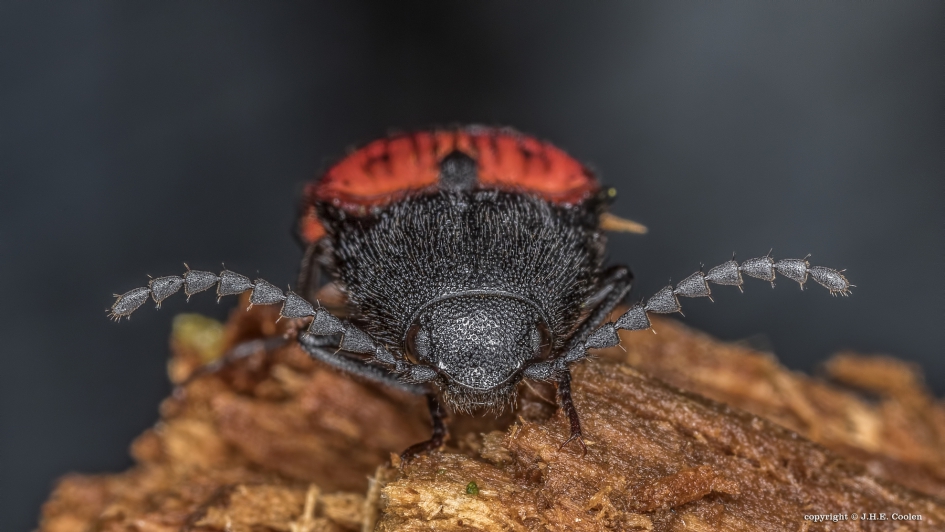 Ampedus sanguineus - Geleedpotigen - De bloedrode kniptor