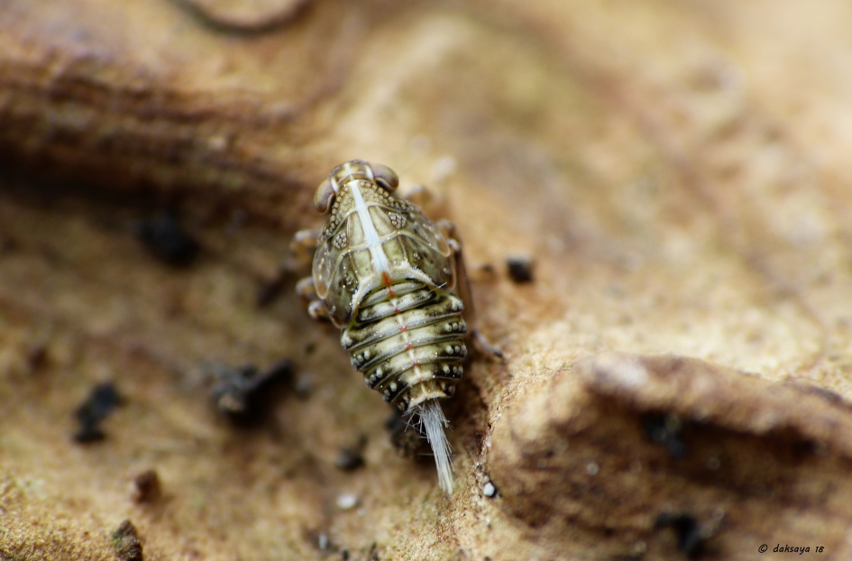 Another planet? - Geleedpotigen - 