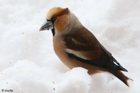 Appelvink voor de deur.