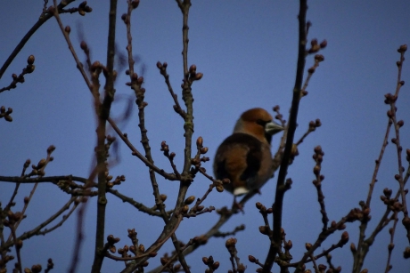 appelvink in onze tuin. Voor het gebied waar wonen, west Brabant, een bijzonderheid