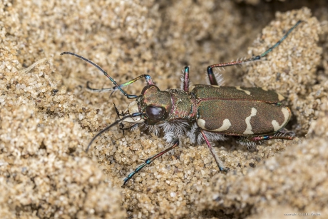 Bastaard zandloopkever