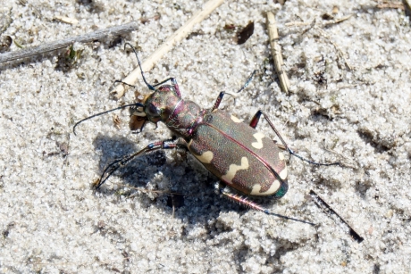 Basterd Zandloopkever