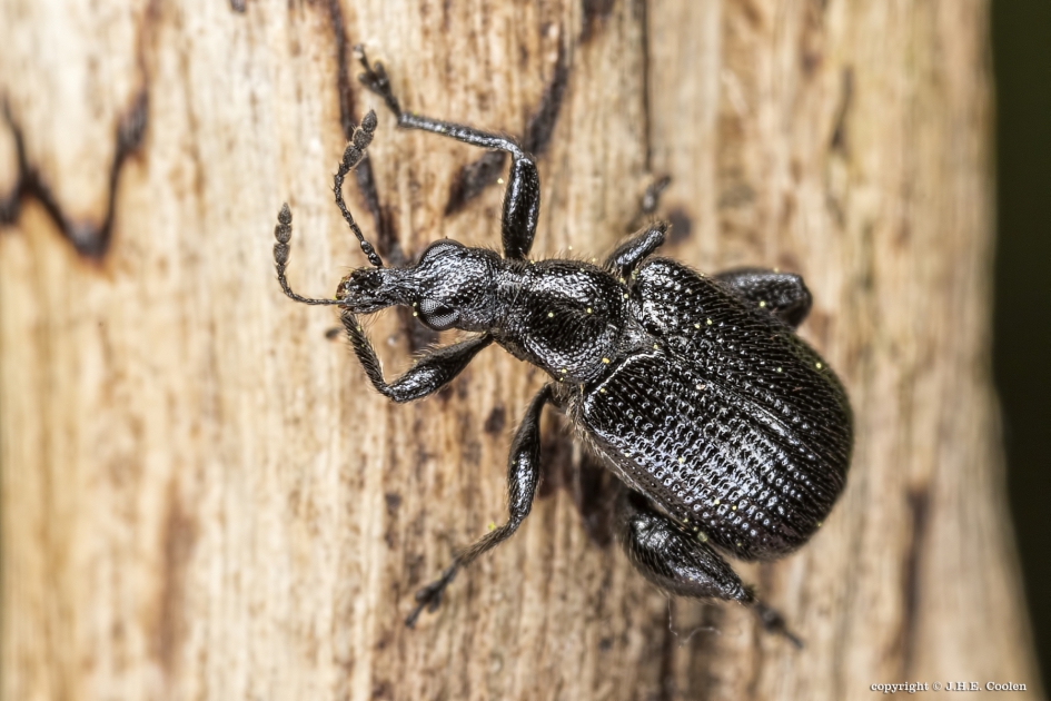 Berkensigarenmaker (Deporaus betulae) - Geleedpotigen - Berkensigarenmaker