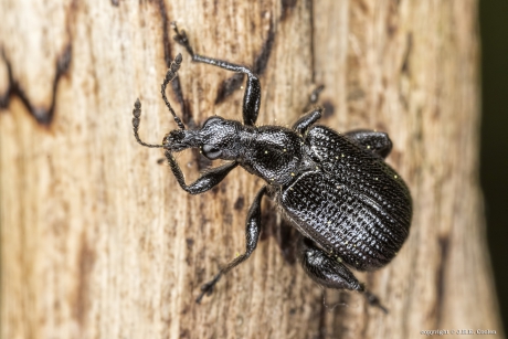 Berkensigarenmaker (Deporaus betulae)