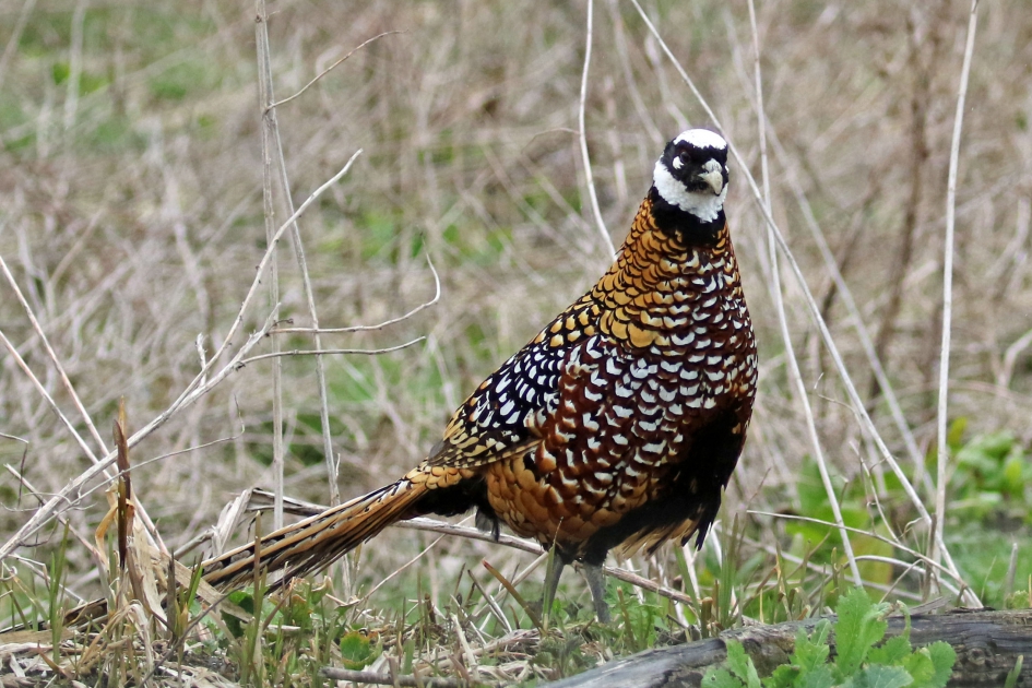 Bezoek uit China?? - Vogels - 