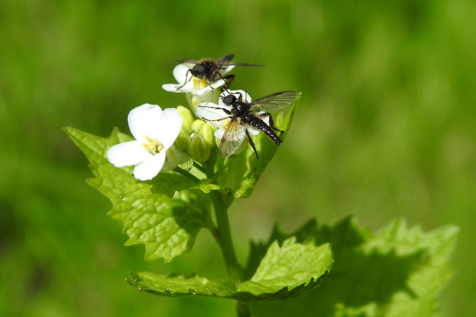 Bezoek van de Kleine rouwvlieg - Geleedpotigen - Kleine rouwvlieg