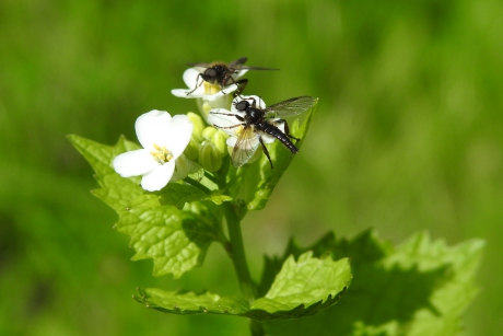 Bezoek van de Kleine rouwvlieg