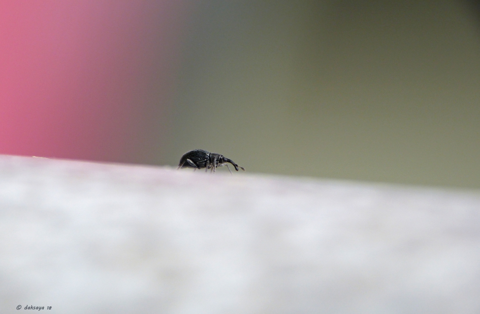 Big fire behind me - Geleedpotigen - Snuitkever