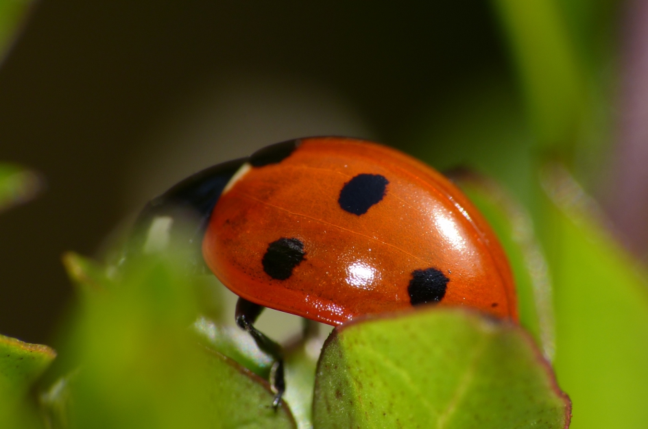 Big ladybug - Geleedpotigen - 
