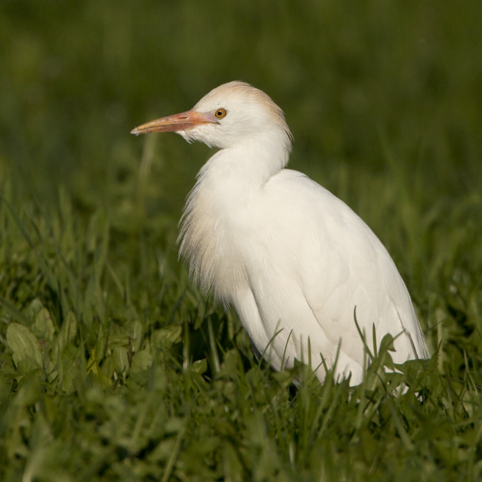 Bij de pinken ... - Vogels - Koereiger