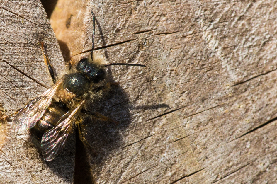 Bij met mijten - Geleedpotigen - 