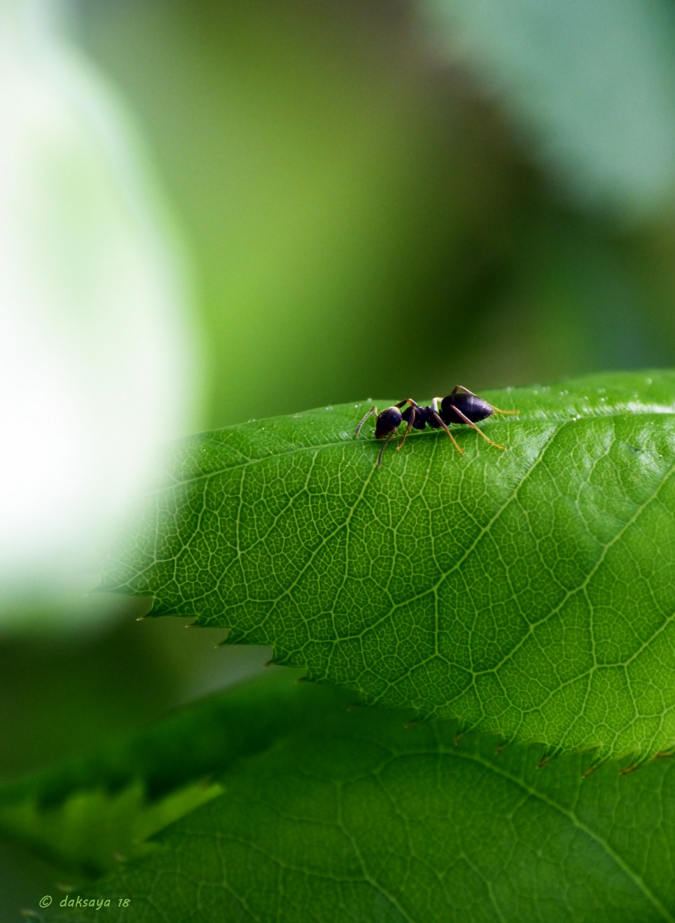 Bladinspectie - Geleedpotigen - 