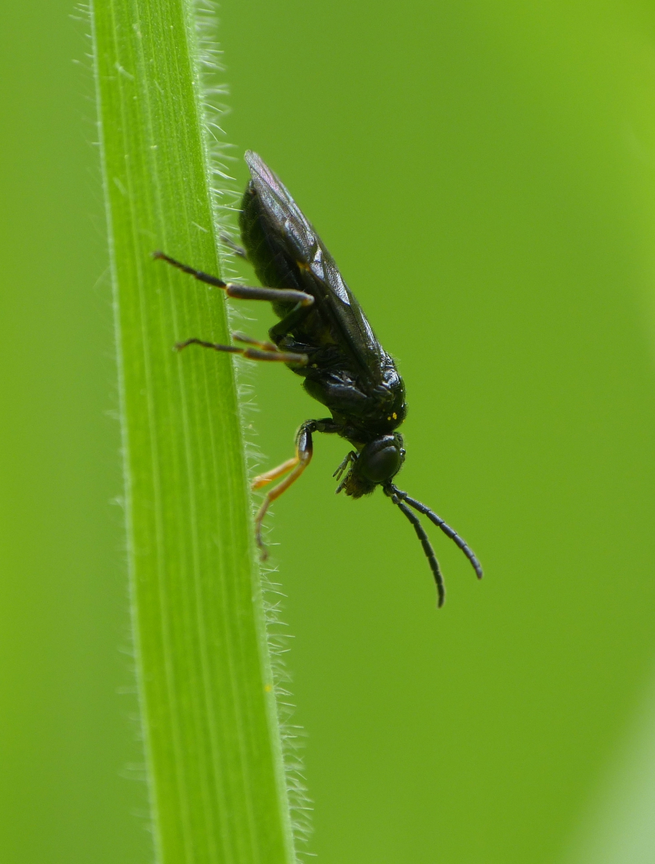 Bladwesp - Geleedpotigen - 