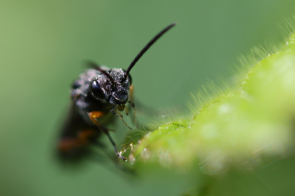bladwesp - Geleedpotigen - 