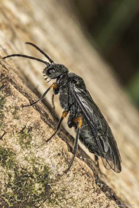 Bladwesp (Dolerus vestigialis)