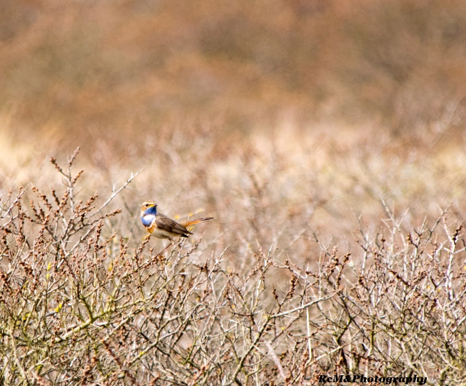 Blauwborst. - Vogels - Blauwborst.