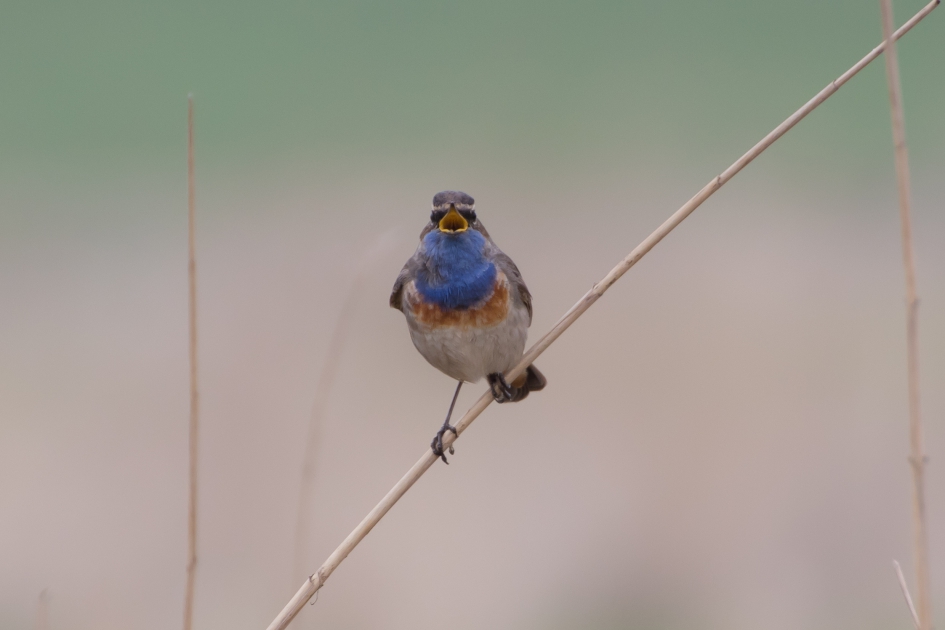 Blauwborst - Vogels - Blauwborst