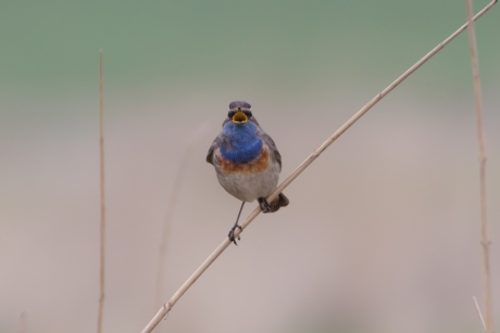 Blauwborst