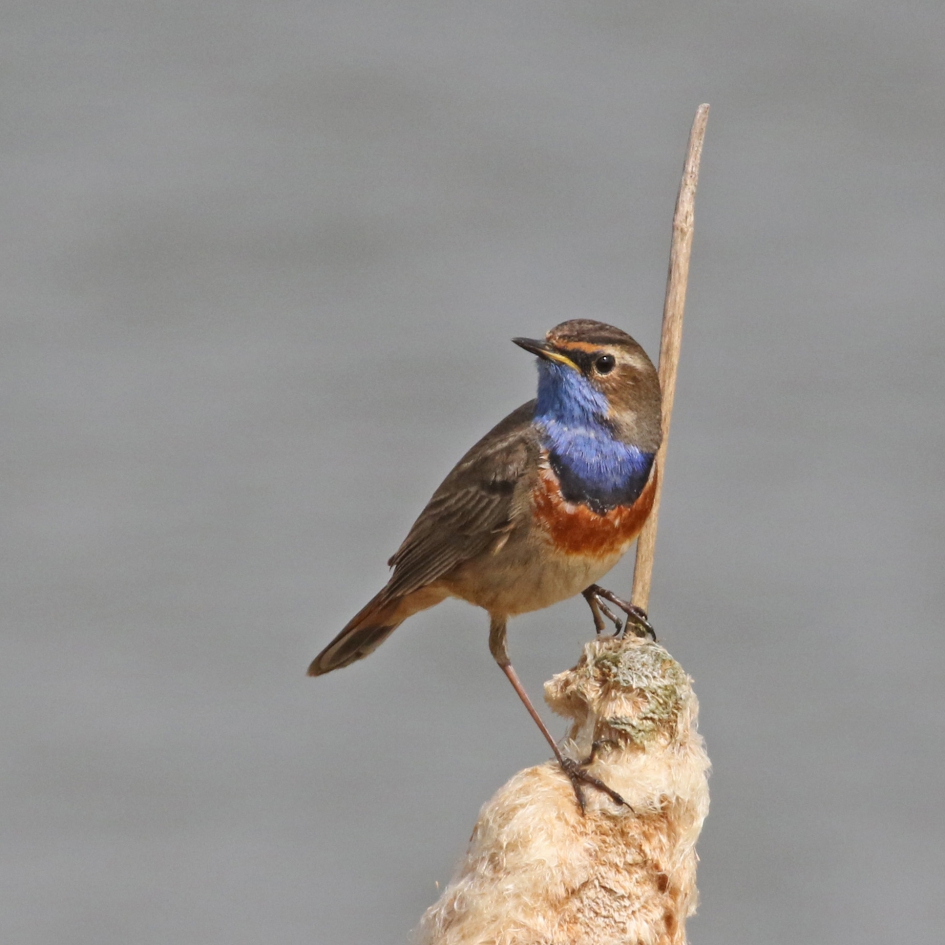 Blauwborst - Vogels - 