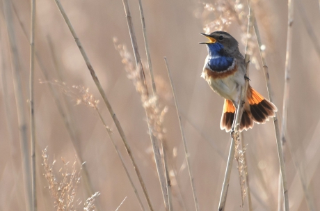 Blauwborst