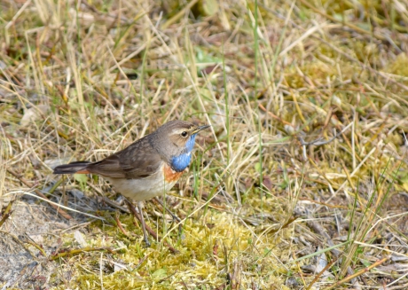 Blauwborst foeragerend