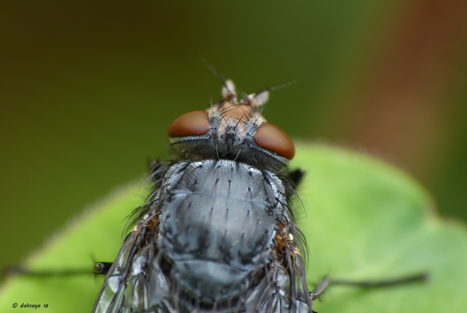 Blauwe bromvlieg - Geleedpotigen - 