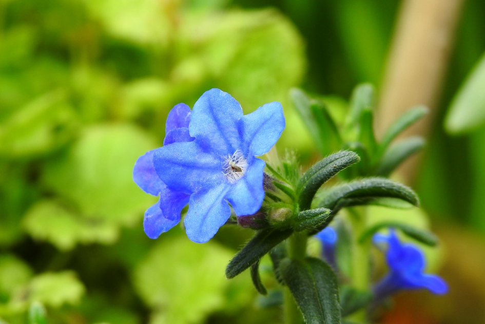 Blauwe pareltjes - Planten - Parelkruid/ steenzaad