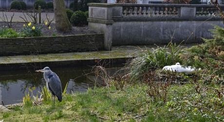 Blauwe reiger