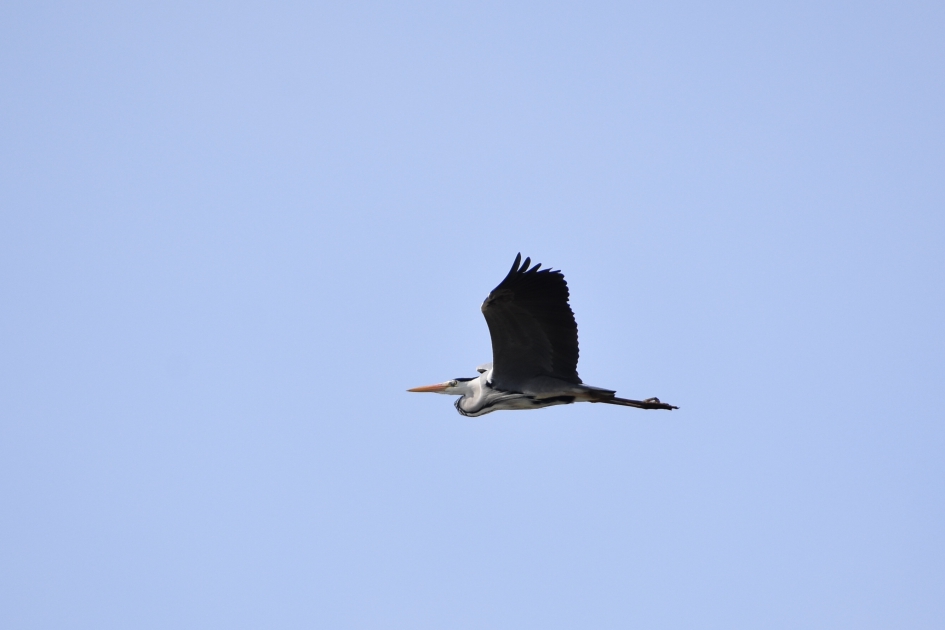 Blauwe reiger - Vogels - 