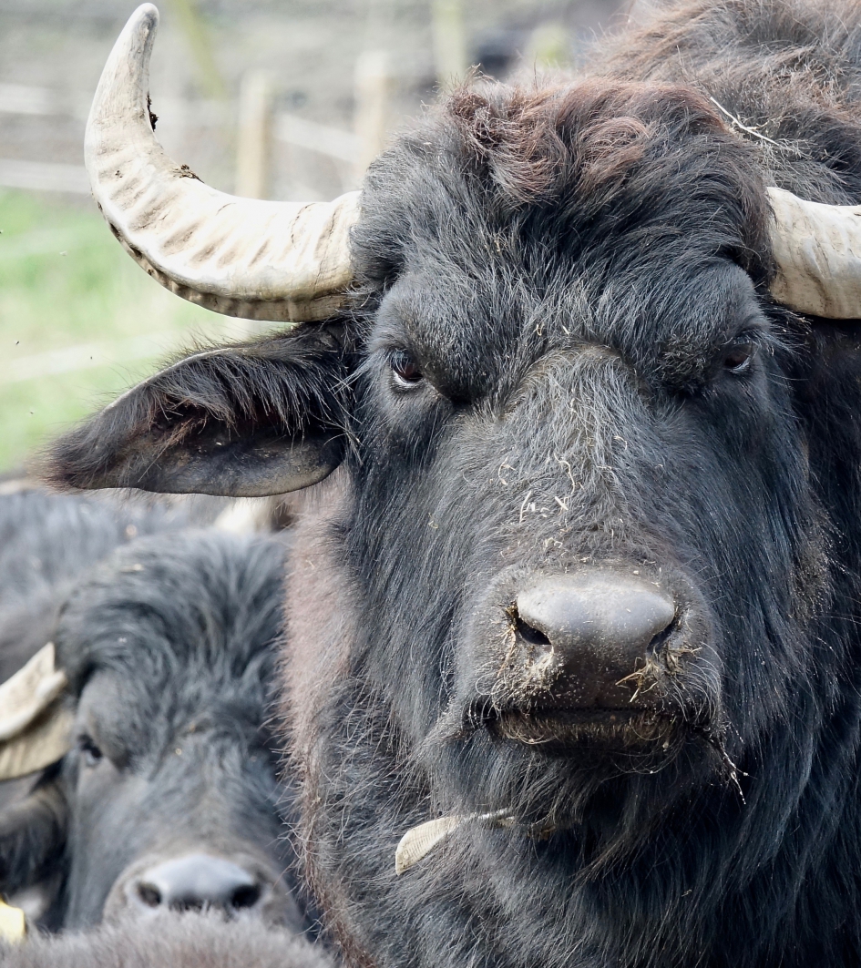 Blik van Waterbuffel - Zoogdieren - Waterbuffel