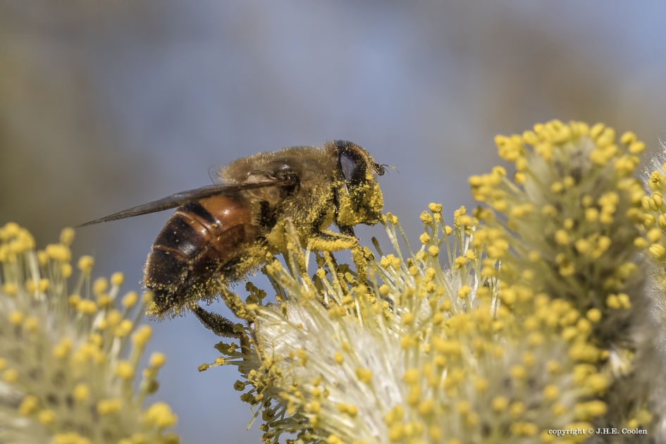 Blinde bij - Geleedpotigen - Blinde bij