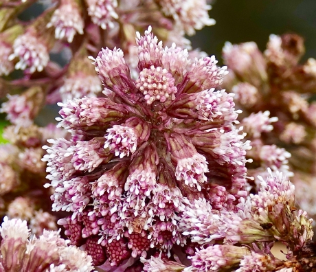 Bloemen Groot Hoefblad