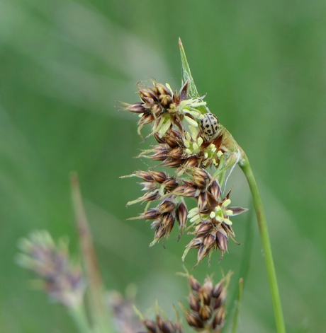Bloemetje met bezoek