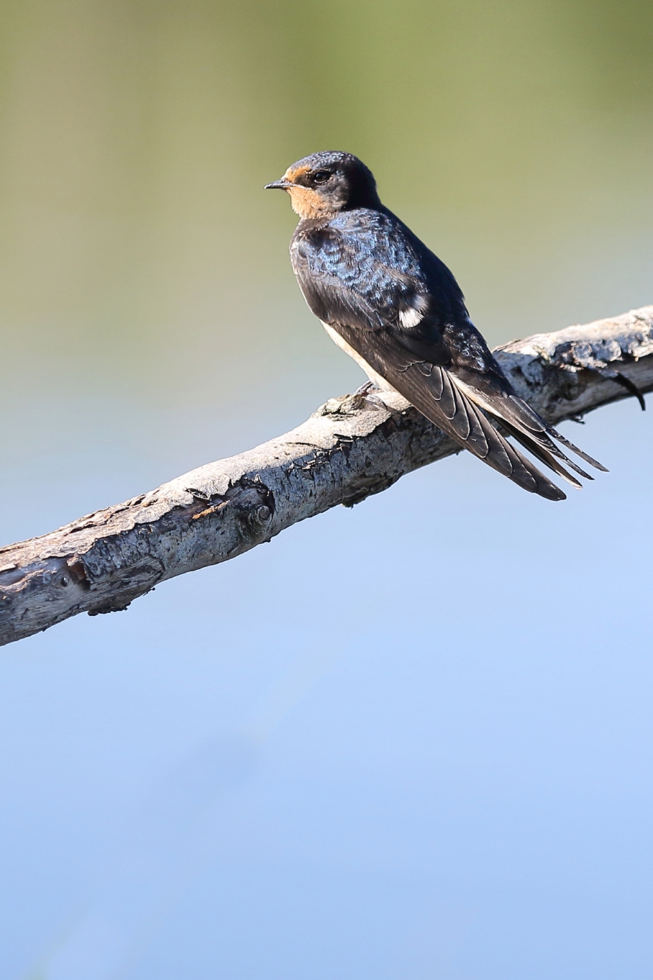 boerenzwaluw - Vogels - 