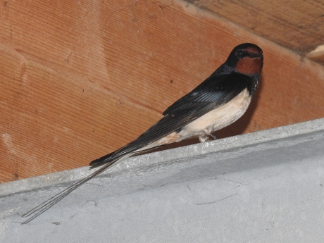 Boerenzwaluw in de nok van een schuur.